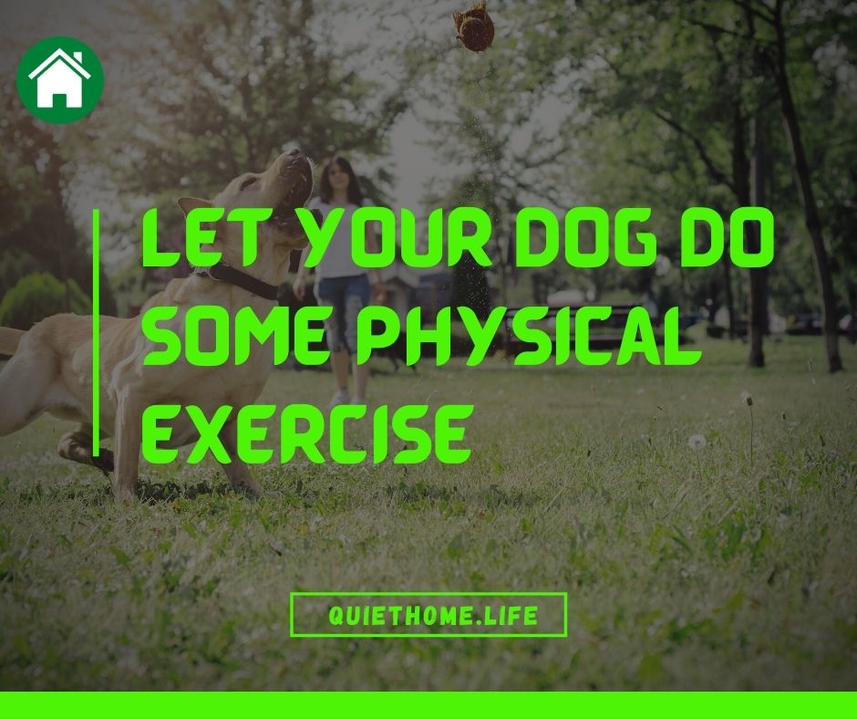 Let your dog do some physical exercise