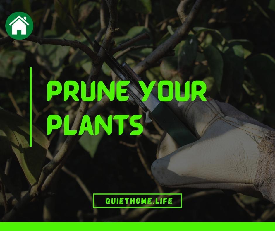 Prune your plants