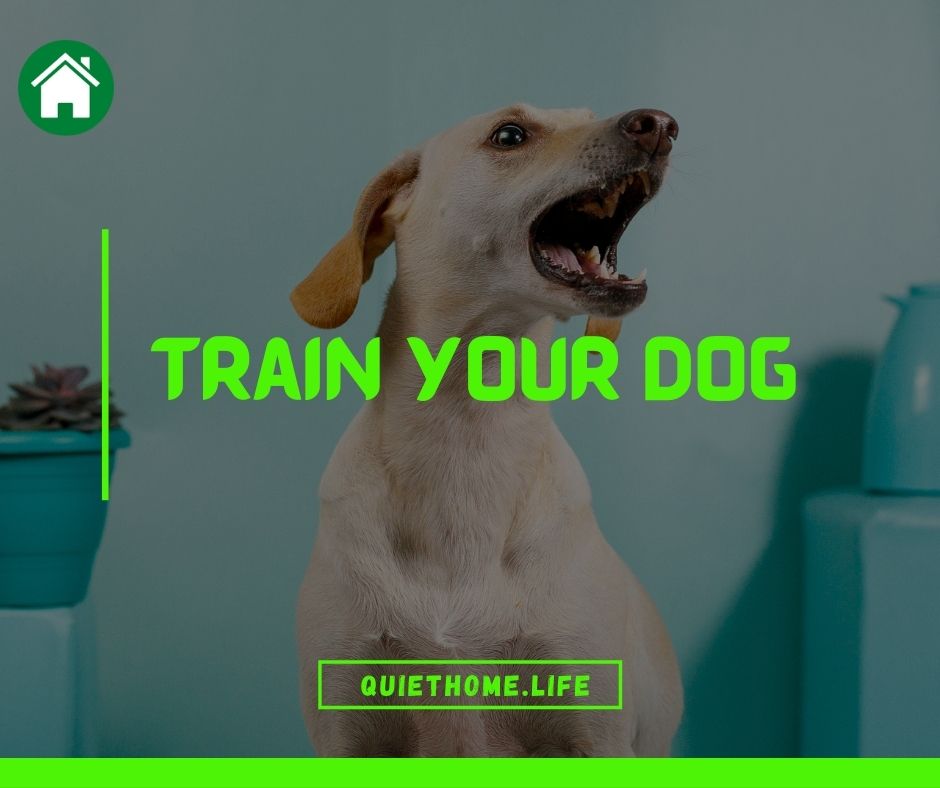 Train your dog