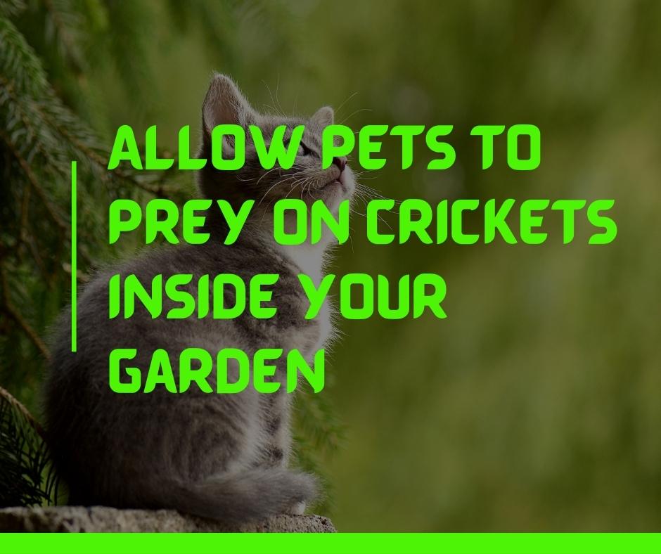 Allow pets to prey on crickets inside your garden