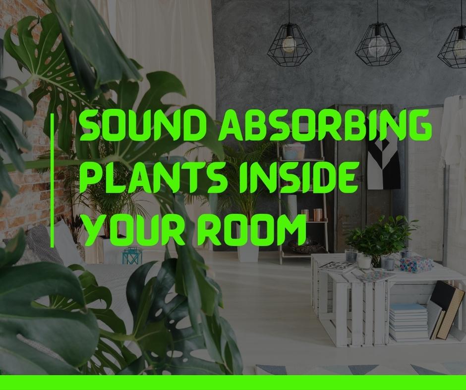 Sound Absorbing Plants inside Your Room