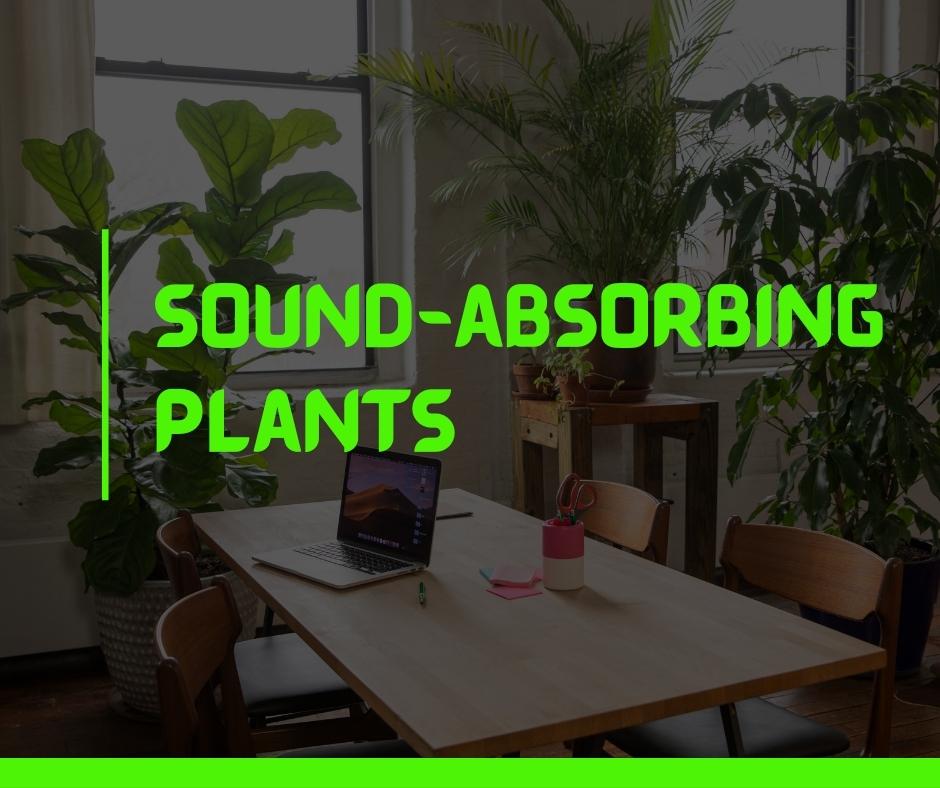 Sound-absorbing Plants