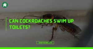 Can Cockroaches Swim Up Toilets