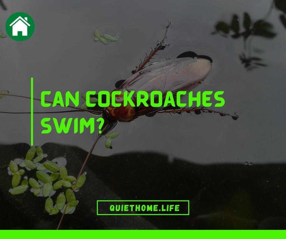 Can Cockroaches Swim