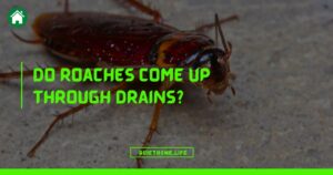 Do Roaches Come Up Through Drains