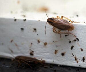 Are Roaches Attracted to Light or Dark