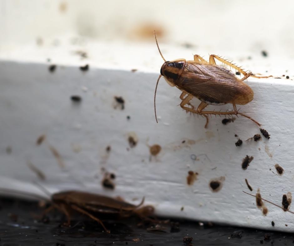 Are Roaches Attracted to Light or Dark