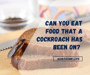 Can You Eat Food That a Cockroach Has Been On