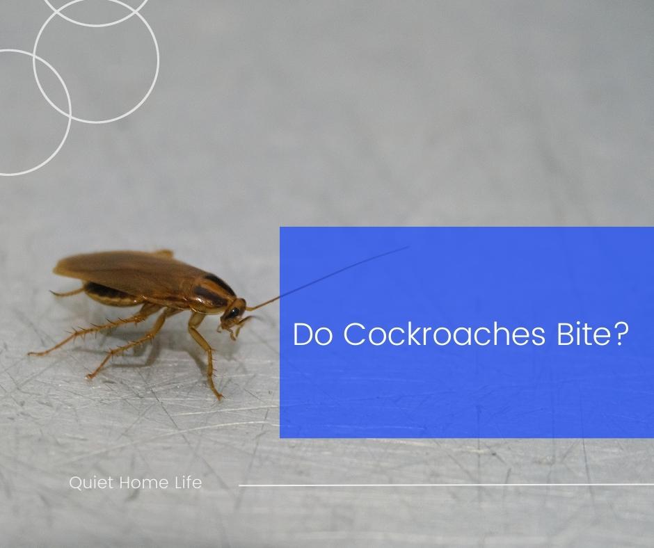 Do Cockroaches Bite