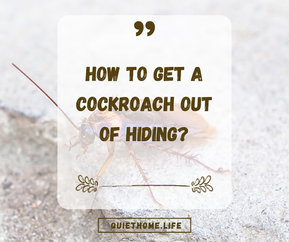 How to Get a Cockroach Out of Hiding