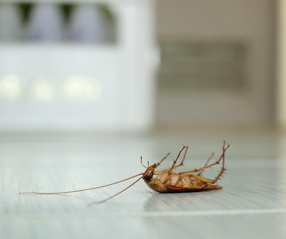 Is A Roach Dead If It's On Its Back
