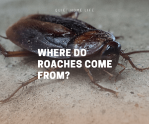 Where Do Roaches Come From