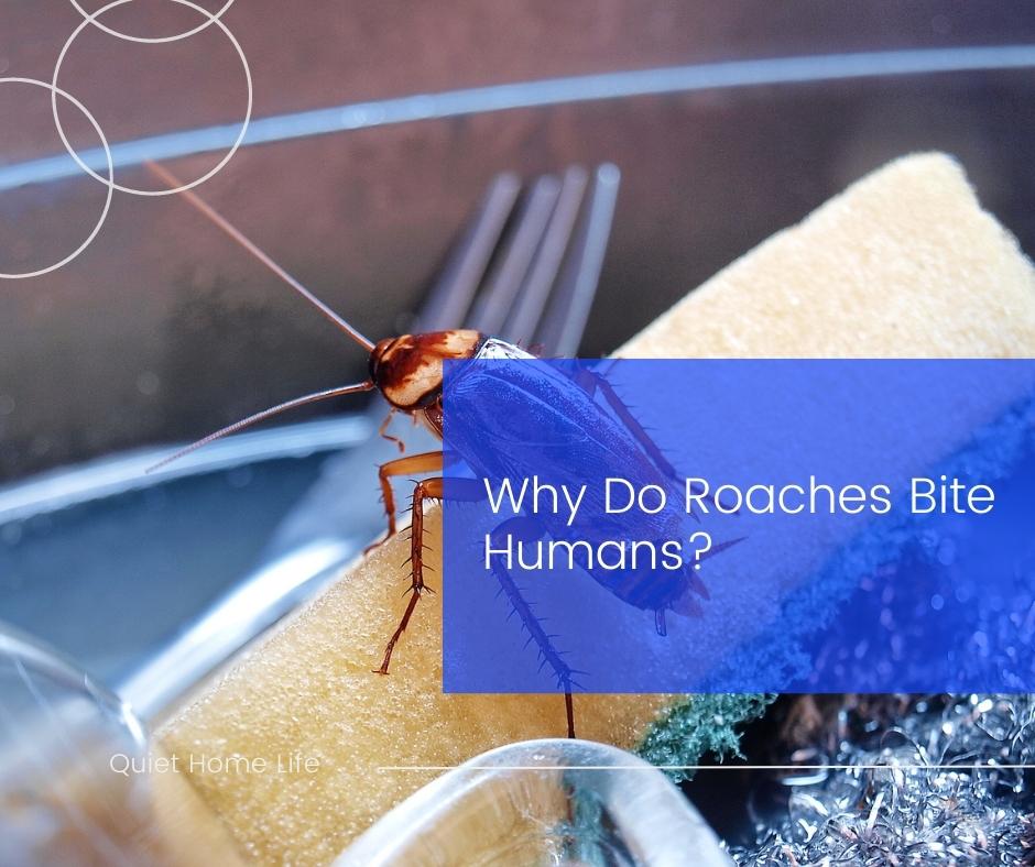 Why Do Roaches Bite Humans