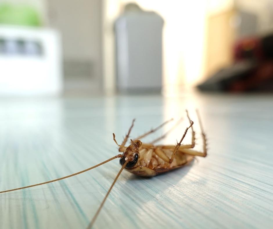 Why Do Roaches Die Upside Down