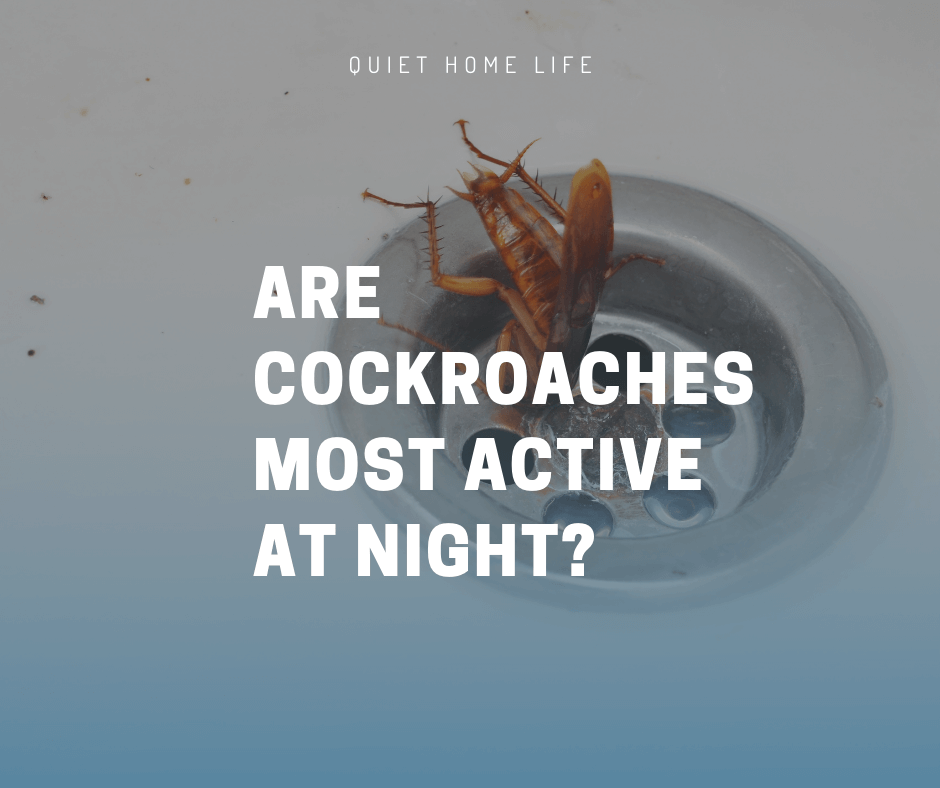 Are Cockroaches Most Active at Night