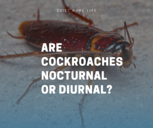 Are Cockroaches Nocturnal or Diurnal