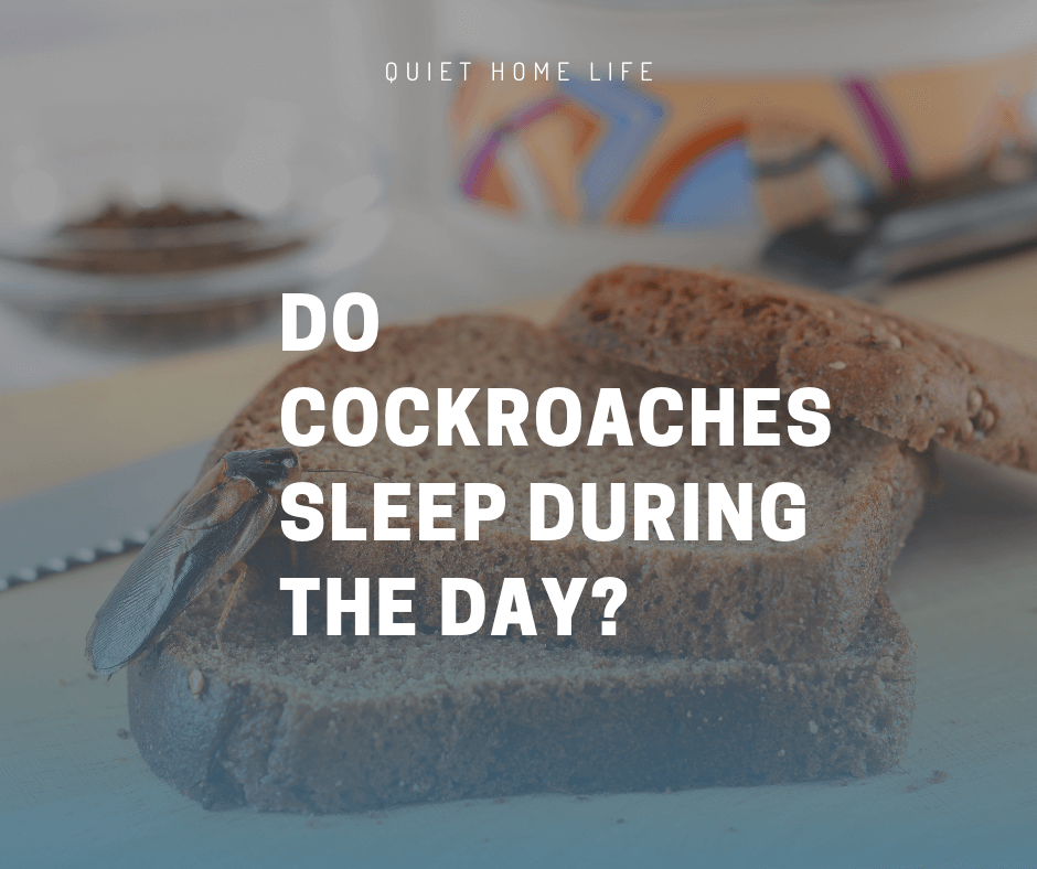 Do Cockroaches Sleep During the Day