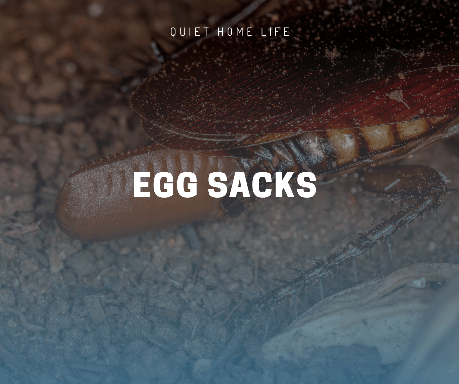 Egg Sacks