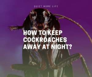 How to Keep Cockroaches Away at Night
