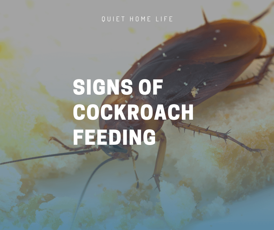 Signs of Cockroach Feeding