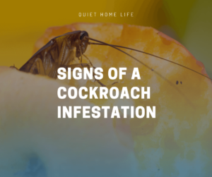Signs of a Cockroach Infestation