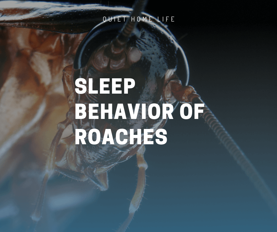 Sleep Behavior of Roaches