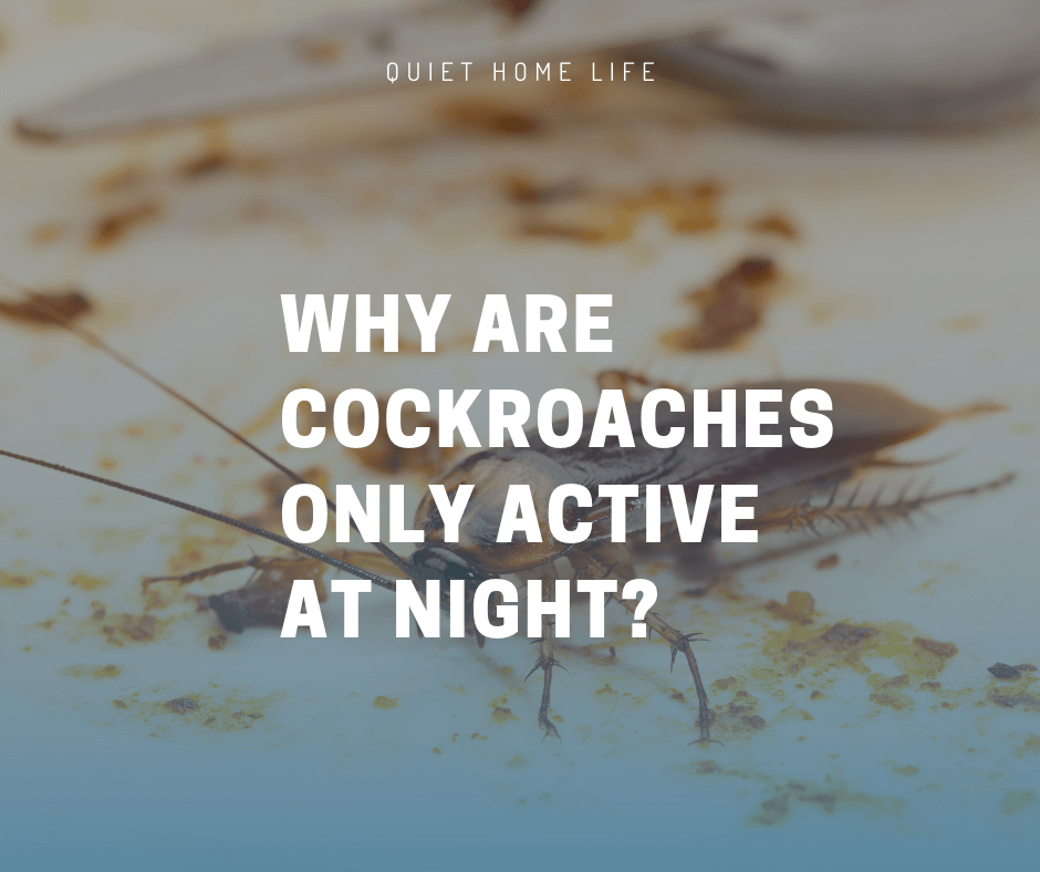 Why are Cockroaches Only Active at Night